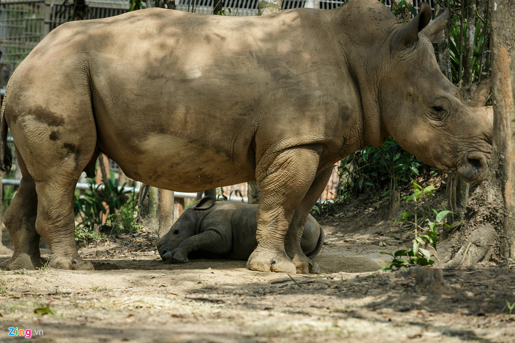 Được gọi với tên quen thuộc là tê giác trắng châu Phi nhưng da của loài này lại có màu nâu, xám hoặc đen, miệng rộng có 2 sừng và bướu lớn phía sau cổ. Theo các chuyên gia của Hiệp hội các vườn thú Đông Nam Á, việc mang thai và sinh nở của tê giác khó khăn chủ yếu do quá trình mang thai kéo dài 16-18 tháng có nhiều rủi ro cần lịch trình chăm sóc, theo dõi sát sao, hệ thống chuồng trại phải rộng rãi, đủ chuẩn tê giác mới sinh sản. Từ 2018 đến nay, Vinpearl Safari Phú Quốc đã chào đón khoảng 370 "thành viên nhí" thuộc các loài động vật hoang dã. Vinpearl Safari Nam Hội An sau một năm hoạt động cũng đã đón gần 100 cá thể mới, trong đó có rất nhiều loài động vật nguy cấp, quý, hiếm như tê giác, hà mã, hổ Belgan, linh dương sừng mác, khỉ đầu chó Olive, vượn cáo đuôi khoang, vượn cáo trắng đen… Ông Dave Morgan, Giám đốc vùng Wild Welfare (Tổ chức phúc trạng động vật hoang dã) đánh giá Vinpearl Safari đang có điều kiện sống và chăm sóc lí tưởng cho các loài động vật. Hầu hết khu vực sinh sống của các loài thú đều rất đầy đủ. Trong tương lai gần, Vinpearl Safari sẽ trở thành Công viên bảo tồn kiểu mẫu của khu vực. Đây là cơ sở bảo tồn động vật hoang dã vô cùng quan trọng của Việt Nam và khu vực Đông Nam Á. Để có được những thành quả như ngày hôm nay, Vinpearl Safari đã chứng minh sự nghiêm túc ngay từ những ngày đầu thành lập, với mục tiêu đưa các vườn thú Safari thực sự là ngôi nhà của muôn loài. Vinpearl Safari đã cùng bắt tay với Hiệp hội Vườn thú Đông Nam Á (SEAZA) và Hiệp hội vườn thú Việt Nam (VZA) chú trọng vào việc nâng cao phúc trạng động vật nhằm đen đến tiêu chuẩn sống tốt nhất cho động vật.