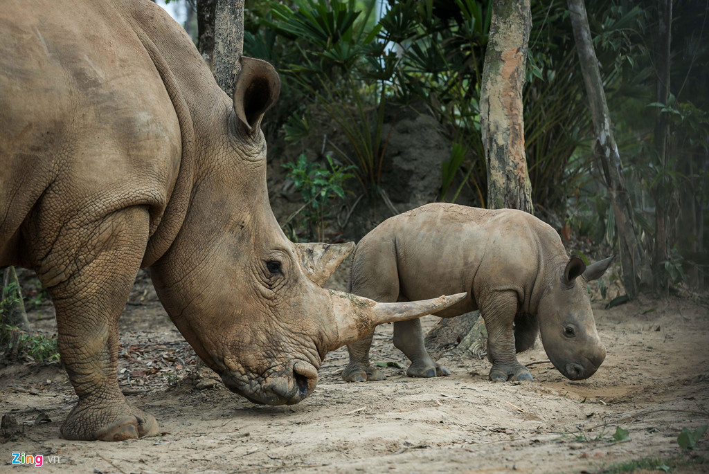 Cặp tê giác bố mẹ được đưa về gia nhập vườn thú trong cùng một thời điểm, tê giác mẹ có quá trình thai kỳ kéo dài hơn 16 tháng. Khi mới chào đời, tê giác con có màu da đen sẫm trong khi cả bố và mẹ đều có màu da xám. Sau 2-3 năm, màu da tê giác sẽ nhạt dần và trở về màu sắc giống với tê giác bố và mẹ.