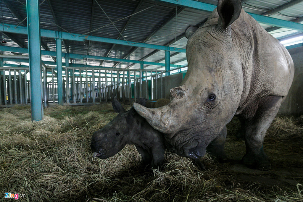 Việc bú đợt sữa đầu tiên giúp cho tê giác sơ sinh có hệ miễn dịch tốt, phát triển ổn định.