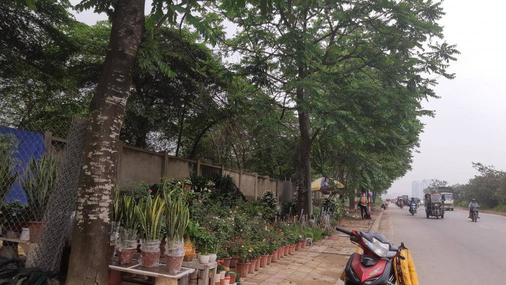 Các chậu cây cảnh cũng được bày bán cố định trên vỉa hè tuyến đường gom đại lộ.