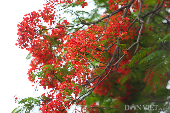 Con đường chạy dọc sông Tô Lịch được xem như con đường hoa phượng vĩ, chi chít những chùm hoa nở đỏ như muốn sưởi ấm đợt rét muộn hiếm gặp trong những ngày tháng 5.