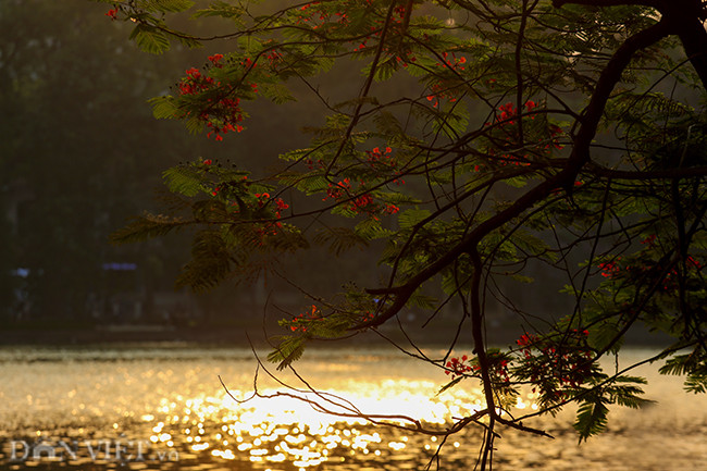 Hoa phượng rực rỡ trên mặt hồ Gươm.