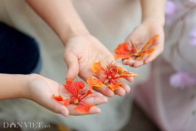 Hoa phượng - loài hoa chứa đựng nhiều kỷ niệm của tuổi thơ.