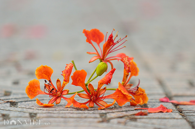 Những cánh hoa đỏ thắm rơi trên vỉa hè đường Nguyễn Ngọc Vũ.