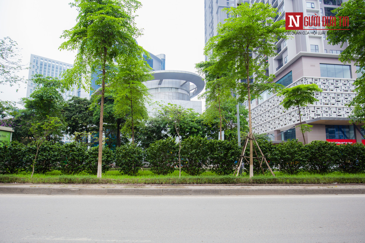 Dải phân cách trên tuyến phố Tôn Thất Thuyết được bao trùm bởi hàng cây xanh tươi tốt.