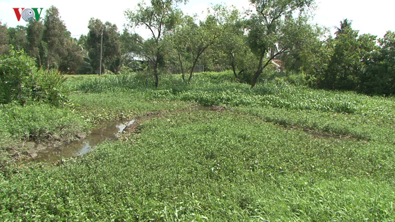 Hầu hết ở đây là ao đầm, sình lầy, cây cỏ dại um tùm.