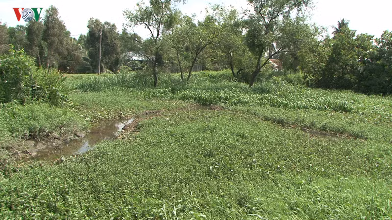 Hầu hết ở đây là ao đầm, sình lầy, cây cỏ dại um tùm.