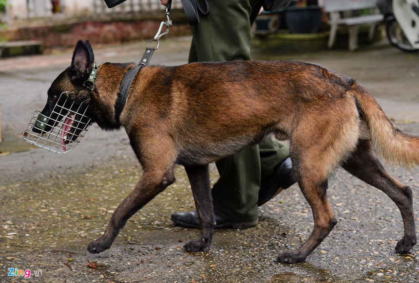 Bên cạnh Béc giê Đức, giống Béc giê Bỉ (Malinois) ngày càng được sử dụng nhiều hơn. Giống chó này có thần kinh nhanh nhẹn, sức bật tốt, phù hợp với các yêu cầu tìm kiếm thuốc nổ, ma túy.