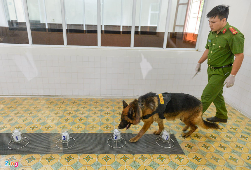 Để làm được điều này, cảnh khuyển phải tham gia một khóa huấn luyện kéo dài 6 tháng để gây dựng phản xạ có điều kiện. Ban đầu, chó sẽ tập ngửi mùi của chủ rồi chuyển sang mùi của người khác. Ở bài thi này, chỉ vài chú chó nghiệp vụ giám biệt thành công.