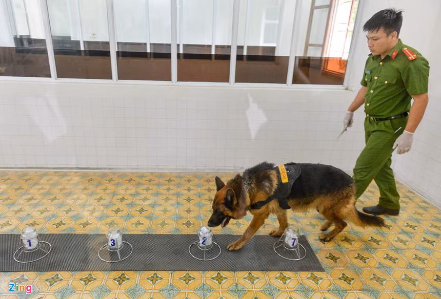 Để làm được điều này, cảnh khuyển phải tham gia một khóa huấn luyện kéo dài 6 tháng để gây dựng phản xạ có điều kiện. Ban đầu, chó sẽ tập ngửi mùi của chủ rồi chuyển sang mùi của người khác. Ở bài thi này, chỉ vài chú chó nghiệp vụ giám biệt thành công.