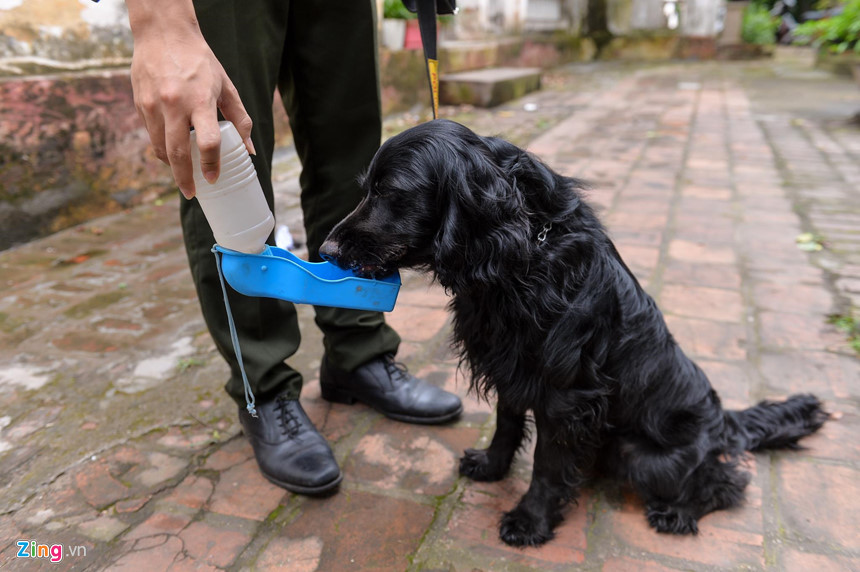 Giống chó Cocker Tây Ban Nha cũng được đưa vào sử dụng ở nhiều đơn vị. Chúng có khứu giác thuộc loại tốt nhất và ngoại hình thân thiện nên phù hợp với nhiệm vụ tìm kiếm thuốc nổ trong các sự kiện đón tiếp nguyên thủ.