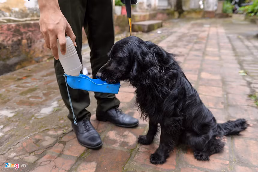 Giống chó Cocker Tây Ban Nha cũng được đưa vào sử dụng ở nhiều đơn vị. Chúng có khứu giác thuộc loại tốt nhất và ngoại hình thân thiện nên phù hợp với nhiệm vụ tìm kiếm thuốc nổ trong các sự kiện đón tiếp nguyên thủ.