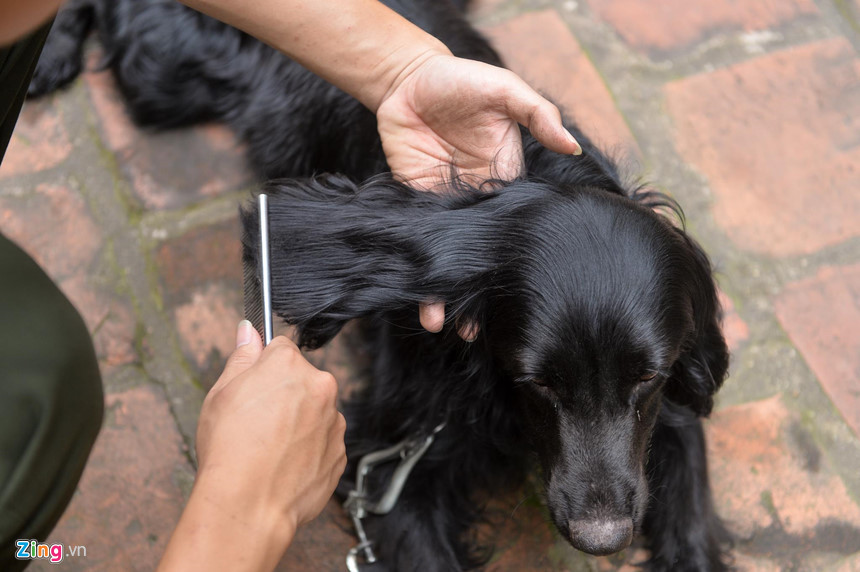 Mỗi chú chó nghiệp vụ tham gia hội thi đều được người phụ trách huấn luyện các kỹ năng và làm việc từ bé. Đối với những chiến sĩ huấn luyện cảnh khuyển, họ rất chăm chút, yêu thương những "đồng đội" đặc biệt này.