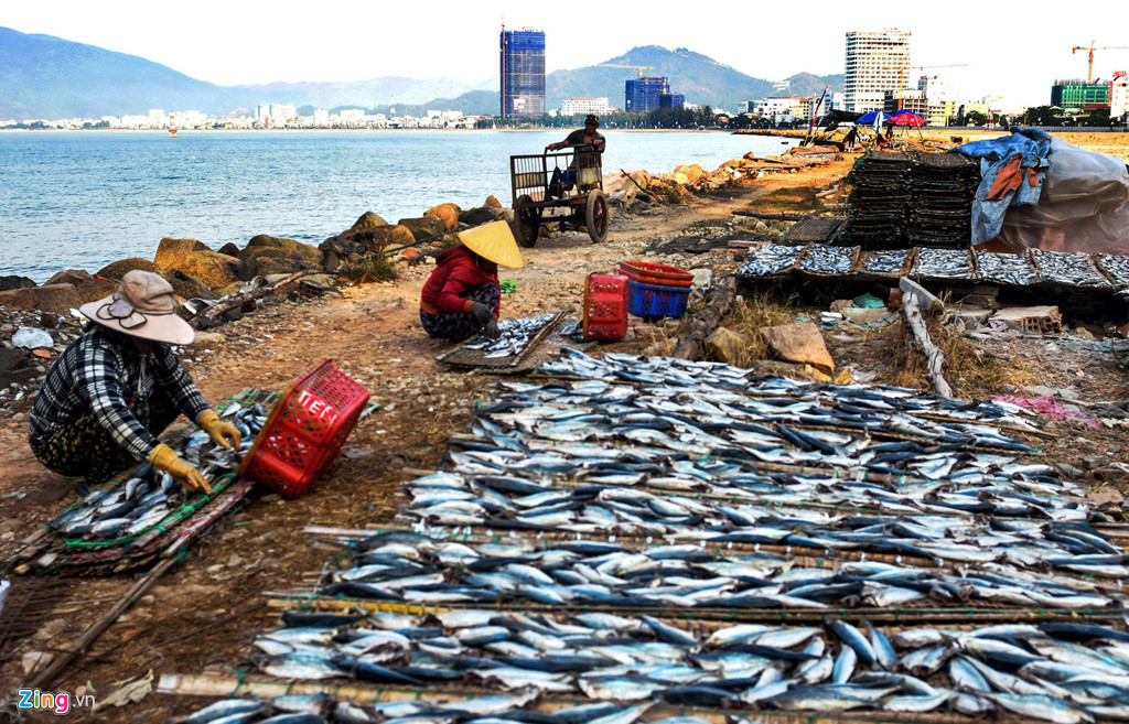 Tận dụng khu đất bỏ hoang, người dân phường Hải Cảng (TP Quy Nhơn) vận chuyển cá đến phơi.