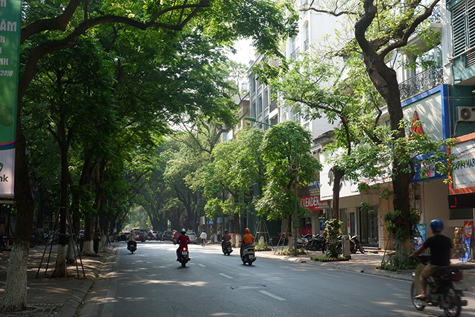 Đường Phan Đình Phùng, Nhắc đến con đường này, nhiều người sẽ liên tưởng ngay đến những hàng sấu cổ thụ xanh rợp bóng. Hè đến, cả con phố chìm trong không gian mát rượi dưới những tán lá phủ dày khiến tia nắng giữa trưa cũng khó xuyên qua