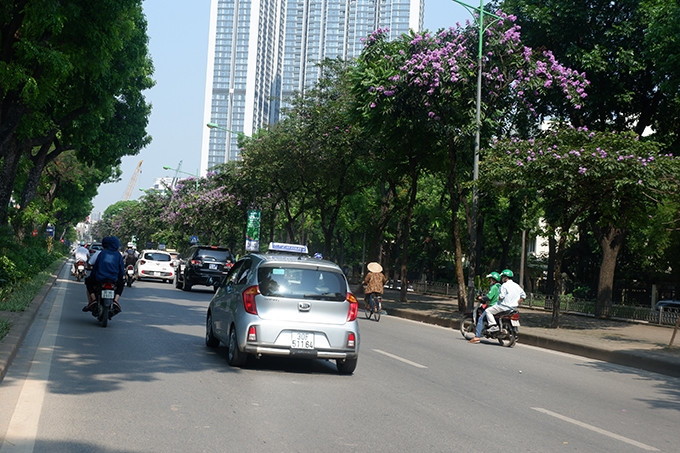 Tại tuyến đường Kim Mã, sau một thời gian ngắn thay lá, cả con đường lại bừng lên sức sống mạnh mẽ để chờ đón mùa hoa bằng lăng tháng 5