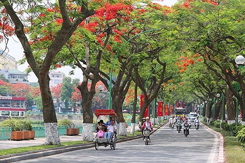 Hoa phượng nở thắm đỏ rực trên các tuyến phố của Hà Nội 