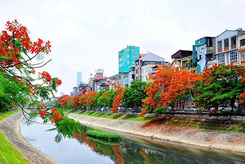 Hàng phượng vĩ nở dọc sông Tô Lịch mang đến một khung cảnh đẹp đến ngỡ ngàng