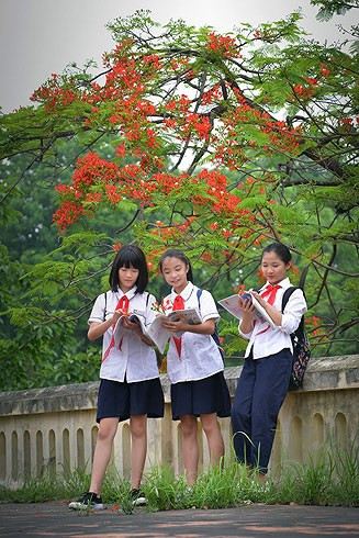 Màu hoa phượng đỏ gắn với tuổi học trò, báo hiệu mùa tan trường, mùa chia tay mỗi khi hè về