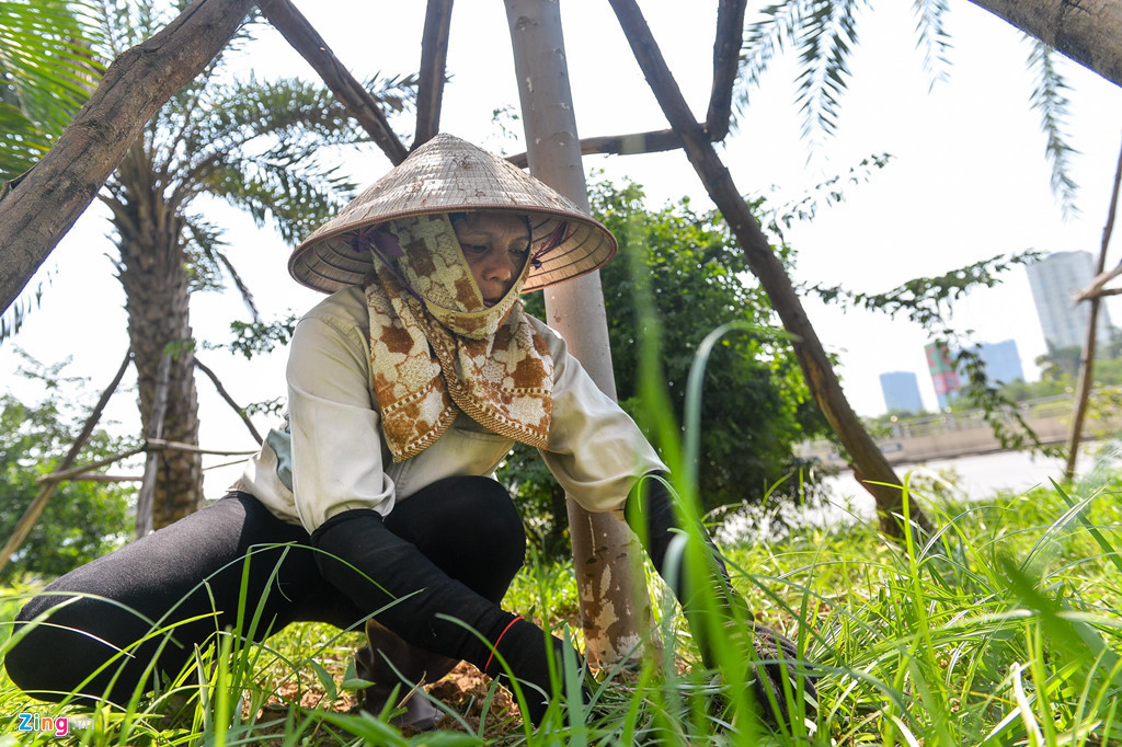 Công nhân công ty cây xanh đội nón, quàng khăn khi nhổ cỏ trên đường Trần Duy Hưng. Chị cho biết những ngày nắng nóng thì tranh thủ làm từ 6h sáng. Buổi chiều nắng rát nên để dành làm những chỗ có nhiều bóng râm.