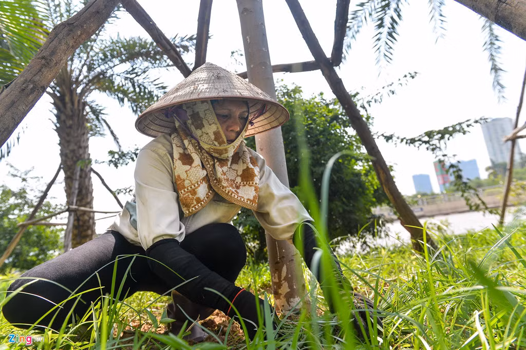 Công nhân công ty cây xanh đội nón, quàng khăn khi nhổ cỏ trên đường Trần Duy Hưng. Chị cho biết những ngày nắng nóng thì tranh thủ làm từ 6h sáng. Buổi chiều nắng rát nên để dành làm những chỗ có nhiều bóng râm.