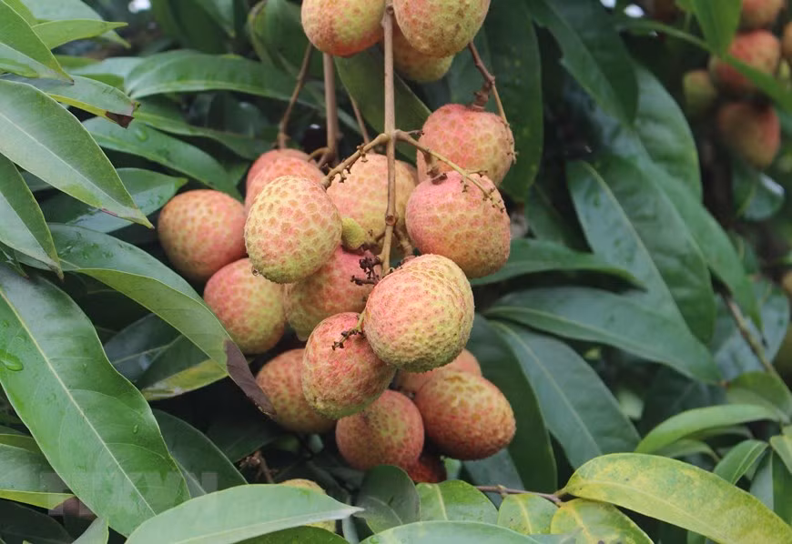  Vải đầu mùa Phúc Hòa năm nay đạt chất lượng cao, quả to, đồng đều hơn so với mọi năm. (Ảnh: Tùng Lâm/TTXVN)