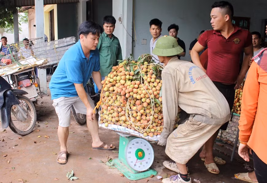Vải sớm được cân trước khi bán cho các thương lái. (Ảnh: Tùng Lâm/TTXVN)