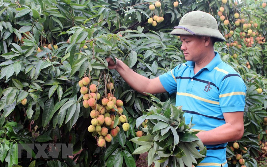 Người nông dân thu hoạch vải đầu mùatại vườn. (Ảnh: Tùng Lâm/TTXVN)