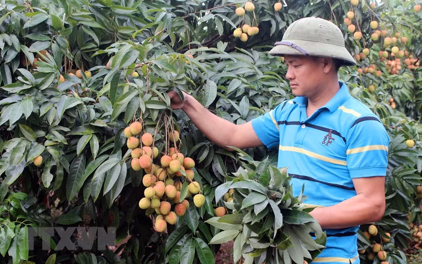Người nông dân thu hoạch vải đầu mùatại vườn. (Ảnh: Tùng Lâm/TTXVN)