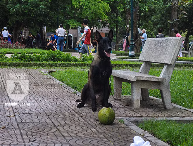 Những con chó to lớn, có vẻ mặt dữ tợn chạy đuổi nhau khắp vườn hoa ở đầu đường Nguyễn Đình Thi ven hồ Tây