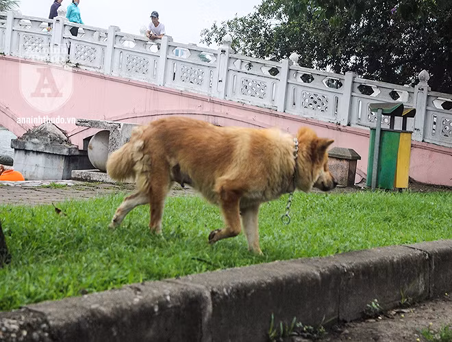 Một số người bán nước và sinh viên cho biết, chó thả ở đây tất cả các thời điểm trong ngày, đặc biệt sáng sớm và chiều tối là lúc chó “tụ tập” đông nhất