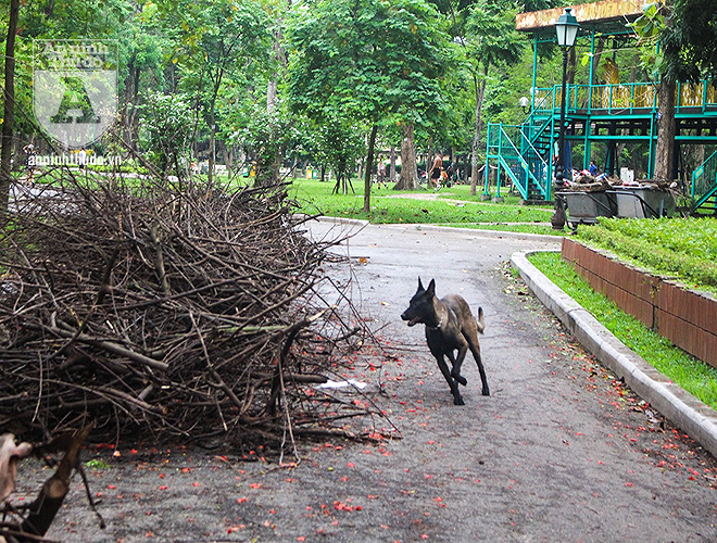 Một con chó giống Becgie Bỉ lao vun vút trong công viên khiến nhiều người đang đi bộ giật mình, hoảng sợ