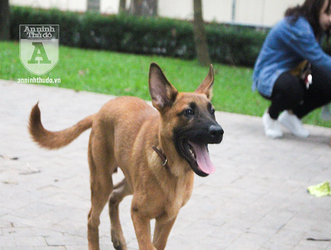 Mới đây, một bé trai 7 tuổi đã bị cả đàn chó cắn dẫn tới tử vong khiến người dân hoang mang, lo lắng về thực trạng chó thả rông ở nơi công cộng mà không được đeo rọ mõm. Dù trước đó, đã có quy định xử phạt hành chính từ 600.000 đ– 800.000 đ đối với chủ chó nếu không tiêm phòng, không đeo rọ mõm cho chó ở nơi công cộng