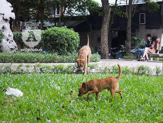 Ha Noi: Nhan nhan cho tha rong khong deo ro mom