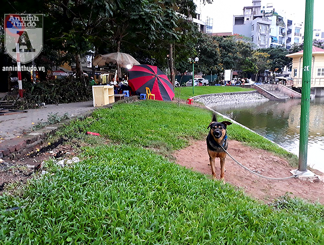 Các cơ quan chức cần siết chặt quản lý, xử phạt nghiêm những trường hợp không rọ mõm, thả rông chó tại nơi công cộng để đảm bảo an toàn cho người dân.