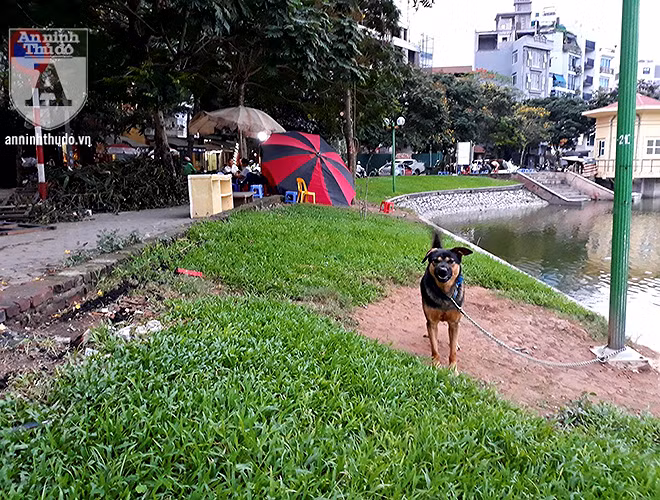 Các cơ quan chức cần siết chặt quản lý, xử phạt nghiêm những trường hợp không rọ mõm, thả rông chó tại nơi công cộng để đảm bảo an toàn cho người dân.