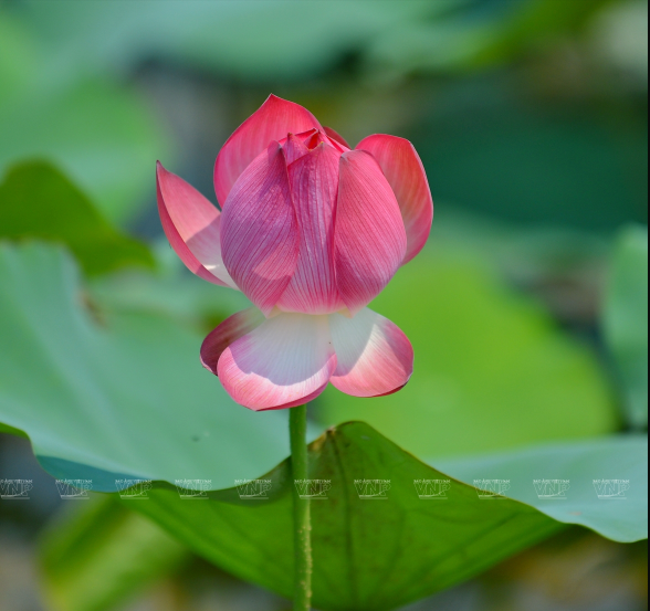 Nụ sen hồng chúm chím khai mở trong nắng sớm. (Ảnh: Thanh Hòa)