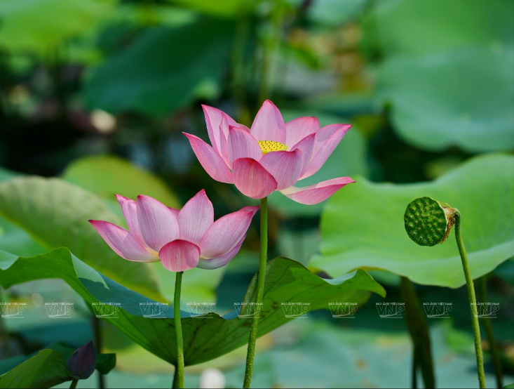 Vẻ đẹp dịu dàng, thanh nhã của loài sen hồng cánh đơn xứ Huế. (Ảnh: Thanh Hòa) 