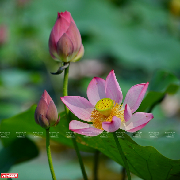 Những cánh sen hồng mỏng manh, e ấp ôm lấy chòm nhụy và gương sen vàng ươm như nắng sớm. (Ảnh: Thanh Hòa)