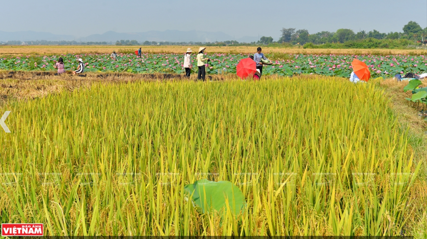Du khách khám phá vẻ đẹp của những đầm sen ở vùng ngoại ô xứ Huế. (Ảnh: Thanh Hòa)