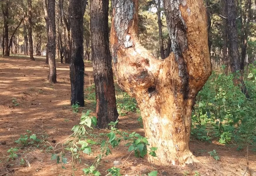 Nhung hinh anh ve rung thong o Gia Lai lien tiep bi “buc tu”-Hinh-6