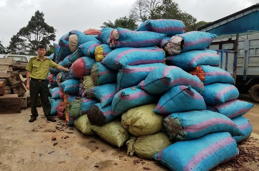 Gần 3,5 tấn vỏ thông bị cơ quan chức năng bắt giữ sáng 8/5. (Ảnh: Dư Toán/TTXVN)