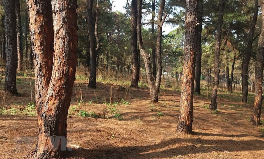 Hàng trăm cây thông thuộc Ban quản lý rừng phòng hộ Bắc Biển Hồ, tỉnh Gia Lai bị róc vỏ. (Ảnh: Dư Toán/TTXVN)