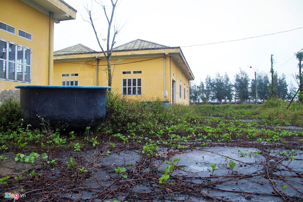 Khắp khuôn viên của trung tâm này bị bao phủ bởi nhiều loại cỏ dại. Có loại cây thân dây vươn vào một số phòng chức năng ít được sử dụng đến.