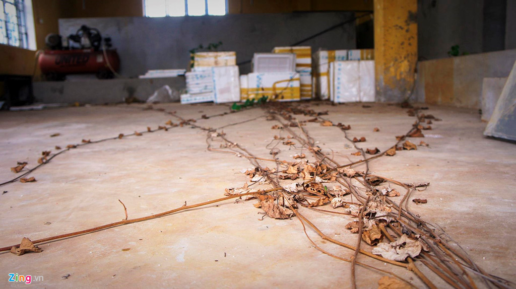 Thân dây leo dại bò vào tận phòng thực hành.