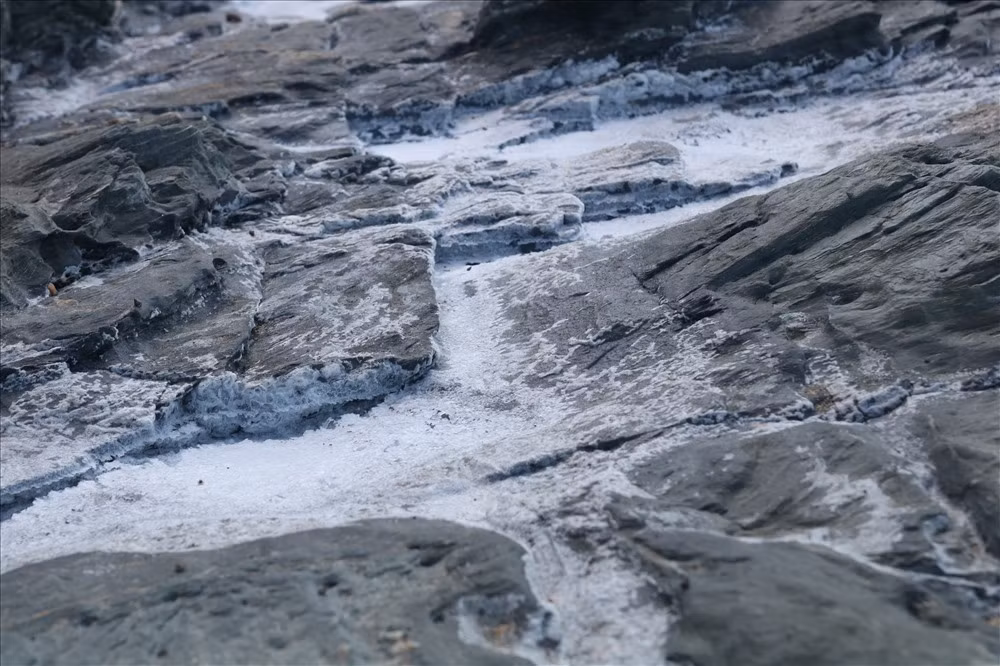 Nguoi dan thu hoach muoi tren ngon nui hon 400 nam tuoi-Hinh-3