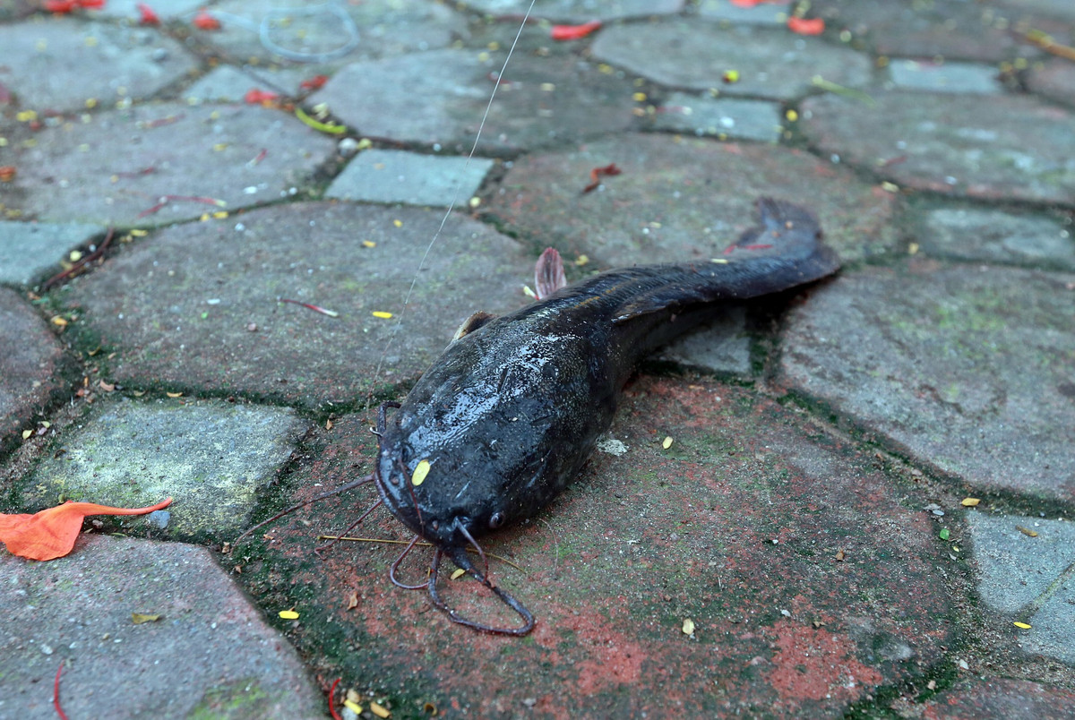 Tai sao nguoi dan ong cau ca tren song To Lich lam ca Ha Noi xon xao?-Hinh-13