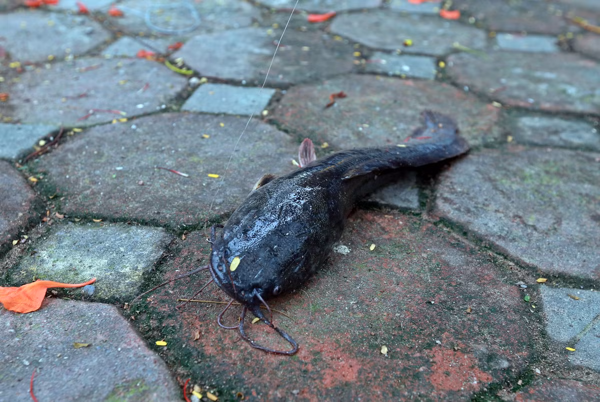 Tai sao nguoi dan ong cau ca tren song To Lich lam ca Ha Noi xon xao?-Hinh-13