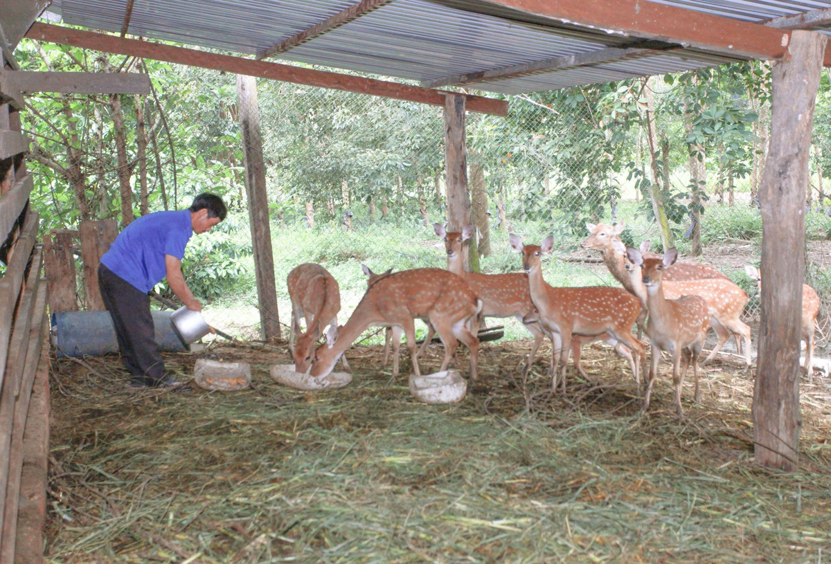 Mô hình nuôi hươu sao mang lại hiệu quả kinh tế cao Mo hinh nuoi huou sao mang lai hieu qua kinh te cao