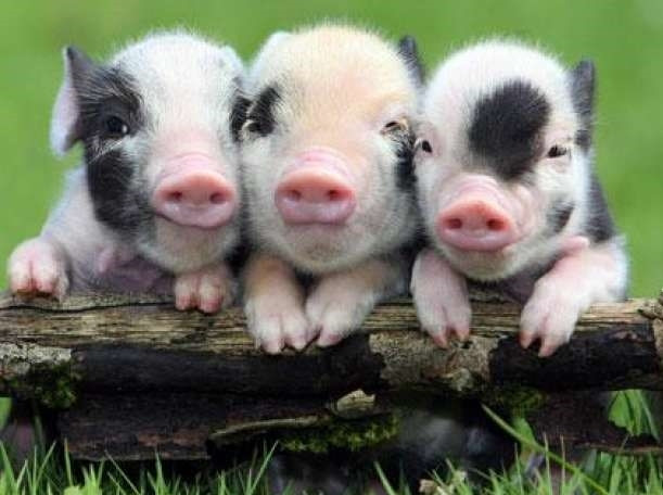 Cuoi nam 2019: Con giap tuoi nay ru sach van den, giau co bat thinh linh